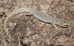 Xantusia vigilis