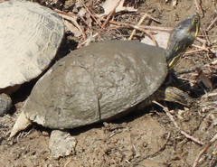 Trachemys scripta troostii