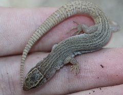 Xantusia vigilis