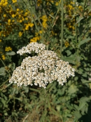 Achillea millefolium