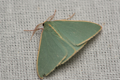 Chlorocoma assimilis