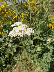 Achillea millefolium