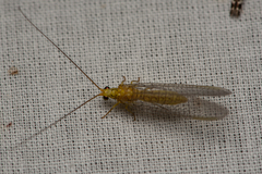 Calochrysa extranea