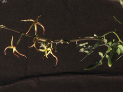 Lyrocarpa coulteri