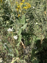 Convolvulus arvensis