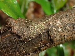 Pandercetes
