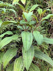 Miconia sintenisii
