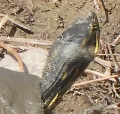 Trachemys scripta troostii