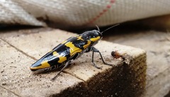 Cyrioides