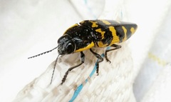 Cyrioides