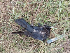 Corvus macrorhynchos