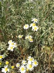 Tripleurospermum inodorum