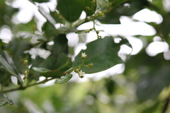 Cassinopsis tinifolia