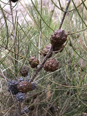 Allocasuarina muelleriana