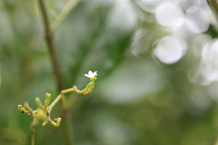 Cassinopsis tinifolia