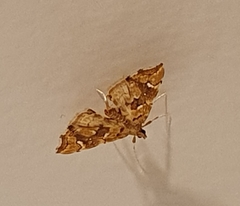 Musotima nitidalis