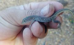 Latastia longicaudata