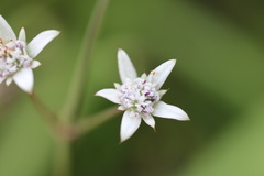 Alepidea peduncularis