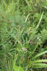 Alepidea peduncularis