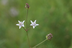 Alepidea peduncularis