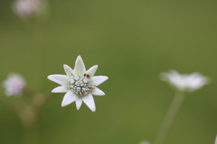 Alepidea natalensis
