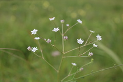 Alepidea natalensis
