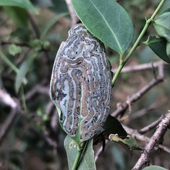 Phyllocnistis diaugella