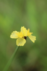 Xyris natalensis