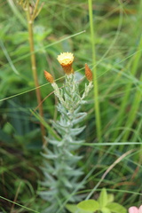 Helichrysum herbaceum