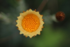 Helichrysum herbaceum