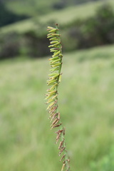 Kniphofia parviflora