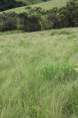 Kniphofia parviflora
