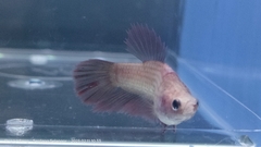 Betta splendens