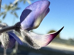 Lupinus chamissonis