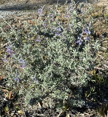 Lupinus chamissonis