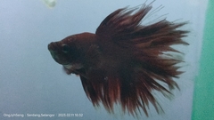 Betta splendens