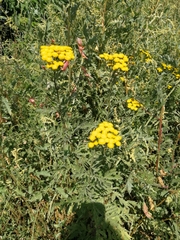 Tanacetum vulgare