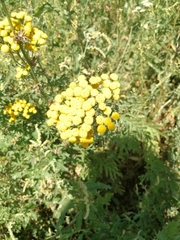 Tanacetum vulgare