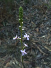 Stylidium graminifolium