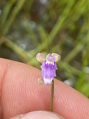 Utricularia caerulea