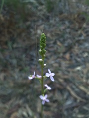 Stylidium graminifolium