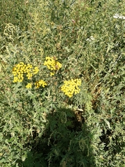 Tanacetum vulgare