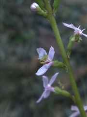 Stylidium graminifolium