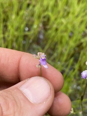 Utricularia caerulea