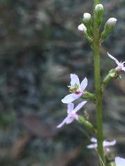 Stylidium graminifolium