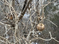 Aristolochia contorta