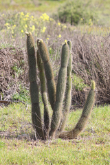 Bergerocactus emoryi