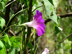 Ipomoea orizabensis orizabensis