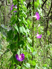 Ipomoea orizabensis orizabensis