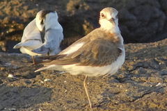 Charadrius leschenaultii